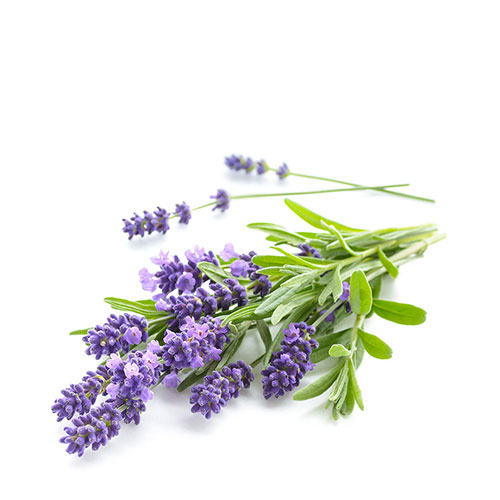 Lavanda - Calma